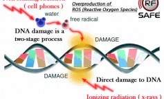 Hawaii Senator Calls for Cell Phone Radiation Warning Labels on Cell