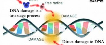 non-ionizing-radiation-cell-phone-ros-dna-damage-two-stage